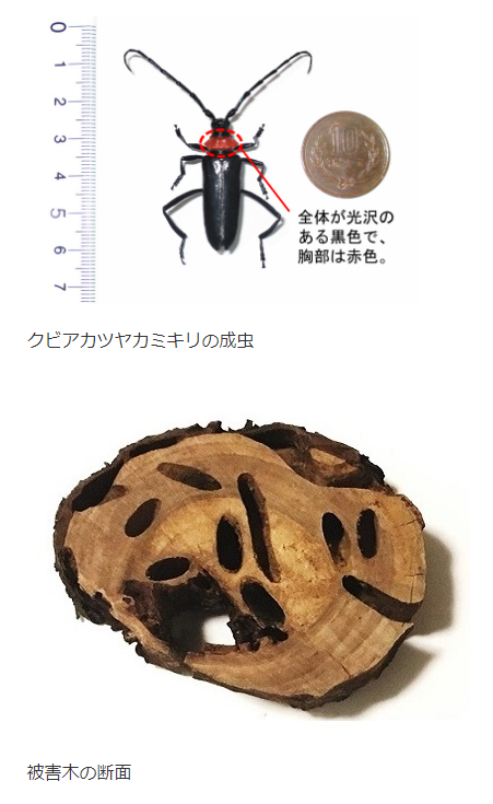 クビアカツヤカミキリの画像
